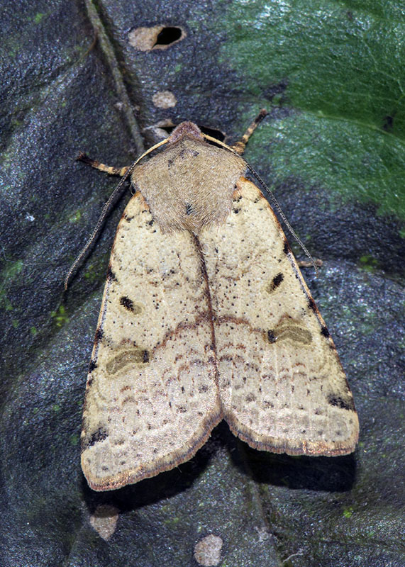 Agrochola lychnidis - Noctuidae